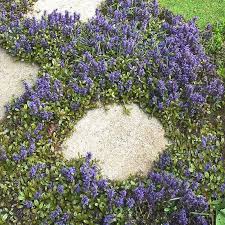 Image result for Ajuga reptans