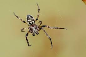 Attēlu rezultāti vaicājumam “Larinioides cornutus”