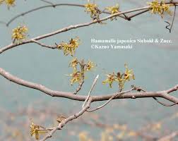 Attēlu rezultāti vaicājumam “Hamamelis japonica bud”