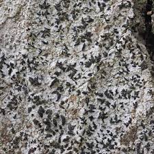 Attēlu rezultāti vaicājumam “Alyxoria varia”