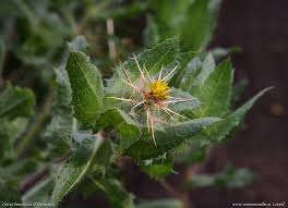 Image result for Cnicus benedictus