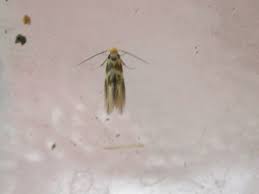 Attēlu rezultāti vaicājumam “Bucculatrix rhamniella”