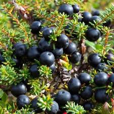 Attēlu rezultāti vaicājumam “Empetrum nigrum flower”