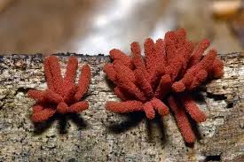 Attēlu rezultāti vaicājumam “Arcyria helvetica young”