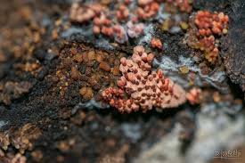 Attēlu rezultāti vaicājumam “Arcyria imperialis spores”