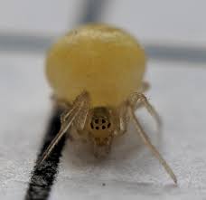 Attēlu rezultāti vaicājumam “Paidiscura pallens”