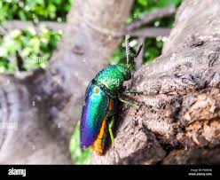 Attēlu rezultāti vaicājumam “Buprestidae”