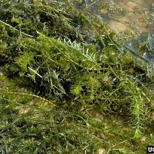 Attēlu rezultāti vaicājumam “Hydrilla verticillata leaf”