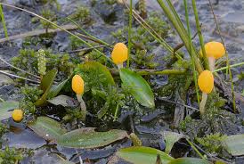 Attēlu rezultāti vaicājumam “Mitrula paludosa”