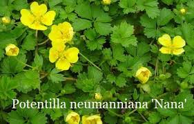 Attēlu rezultāti vaicājumam “Potentilla reptans bud”