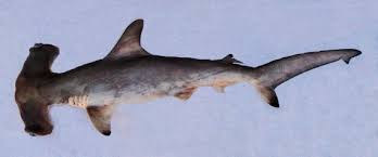 Image result for Sphyrna media