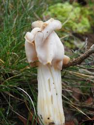 Attēlu rezultāti vaicājumam “Helvella crispa”