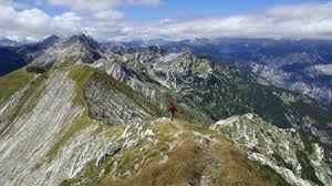 Image result for vogel