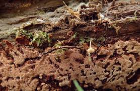 Attēlu rezultāti vaicājumam “Junghuhnia collabens”