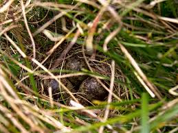 Attēlu rezultāti vaicājumam “Gallinago gallinago nest”