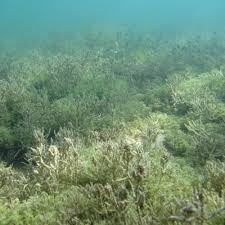 Attēlu rezultāti vaicājumam “Chara tomentosa”