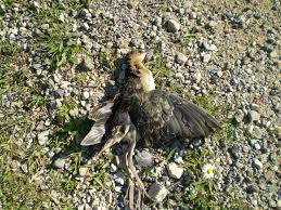 Image result for Porphyrio alleni