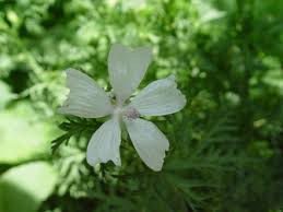 Image result for Malva moschata alba