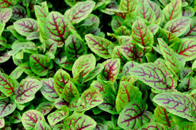 Image result for Rumex sanguineum