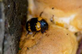 Attēlu rezultāti vaicājumam “Diaperis boleti”