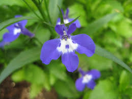 Attēlu rezultāti vaicājumam “Lobelia erinus”