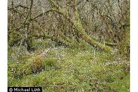 Attēlu rezultāti vaicājumam “Sphagnum flexuosum”