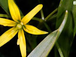 Attēlu rezultāti vaicājumam “Gagea lutea bud”