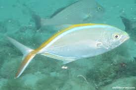 Image result for Caranx ruber