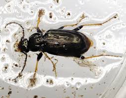 Attēlu rezultāti vaicājumam “Loricera pilicornis”