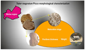 Attēlu rezultāti vaicājumam “Enteridium variabile macro”