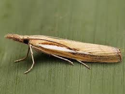 Attēlu rezultāti vaicājumam “Agriphila tristella”