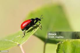 Attēlu rezultāti vaicājumam “Apoderus coryli”