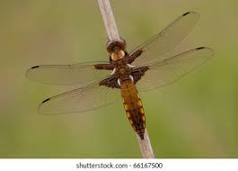 Attēlu rezultāti vaicājumam “Libellula depressa female”