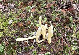 Attēlu rezultāti vaicājumam “Clavaria sphagnicola”