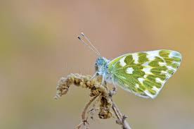 Attēlu rezultāti vaicājumam “Pontia edusa”