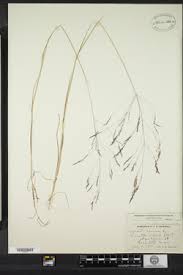 Attēlu rezultāti vaicājumam “Agrostis canina”