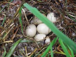 Attēlu rezultāti vaicājumam “Anas platyrhynchos eggs”