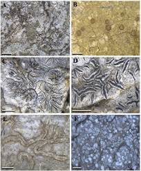 Attēlu rezultāti vaicājumam “Pertusaria coccodes”
