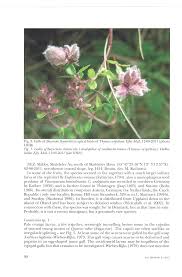 Attēlu rezultāti vaicājumam “Bayeriola thymicola”