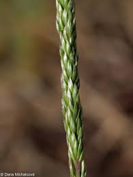 Attēlu rezultāti vaicājumam “Koeleria glauca”