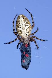 Attēlu rezultāti vaicājumam “Aculepeira ceropegia”