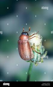 Attēlu rezultāti vaicājumam “Serica brunnea imago”