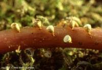 Attēlu rezultāti vaicājumam “Craterium minutum spores”