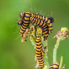 Attēlu rezultāti vaicājumam “Canephora hirsuta larva”