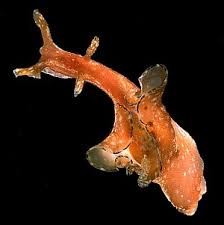 Attēlu rezultāti vaicājumam “Hoplia parvula”