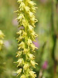 Attēlu rezultāti vaicājumam “Herminium monorchis leaf”