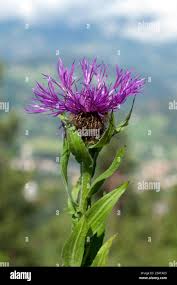Image result for Flockenblume