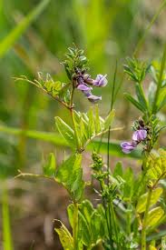 Attēlu rezultāti vaicājumam “Vicia sepium leaf”