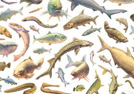 Image result for Pseudomyxus capensis