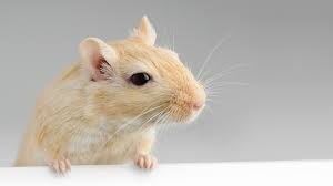 Image result for Gerbil